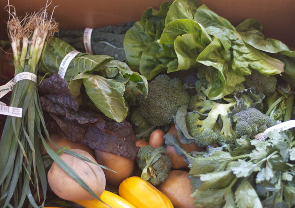 Bloomfield Organics Farms in Sonoma County offers CSA boxes, tours and farm market produce. Photo: Heather Irwin.