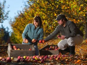 Jolie Devoto Wade, and her husband, Hunter Wade, gather the last of the fallen apples from their Devoto Gardens west of Sebastopol. (photo by John Burgess) 