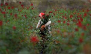 After harvesting roses, Bernardo Negra of Neve Bros. nursery takes an armload to be packed in Petaluma. (Kent Porter)