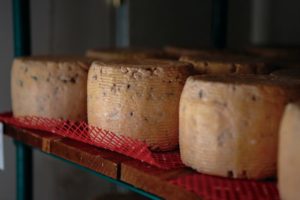 Blue cheese aging at Bleating Heart Creamery outside Petaluma. (photo by Chris Hardy)