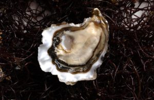 A fresh oyster nestles in a bed of seaweed at Hog Island Oysters in Marshall. (photo by Clay McLachlan)