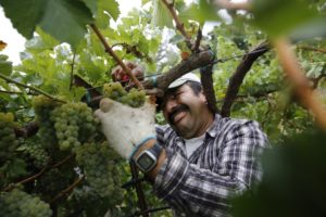 Salvador Gonzalez cuts Sauvignon blanc grapes during harvest at the David Coffaro Estate Vineyard in Geyserville. (photo by Beth Schlanker)