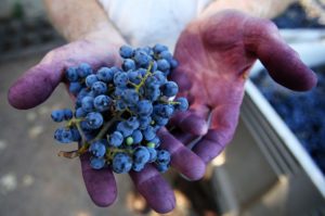 One of the first grower and vintner responsible for the first appellation of Napa Valley grapes, Randy Dunn, holds his harvest of cabernet grapes in Angwin. (photo by Conner Jay)