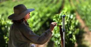 Sonoma Plein Air Gala takes place Sept. 19-20 all over Sonoma Valley. Here, Laura Roney of Santa Rosa paints the vineyards at the Annadel Winery near Oakmont. (photo by John Burgess)