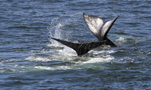 January is the perfect time to catch sight of migrating gray whales traveling south for the winter. (Christopher Chung/ The Press Democrat)
