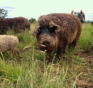 A mangalista pig from Winkler Wooly Pigs in Windsor. Photo from Tim Winkler.