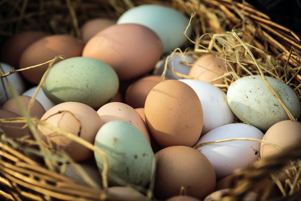 Silicone Egg Mold Review — Petaluma Egg Farm