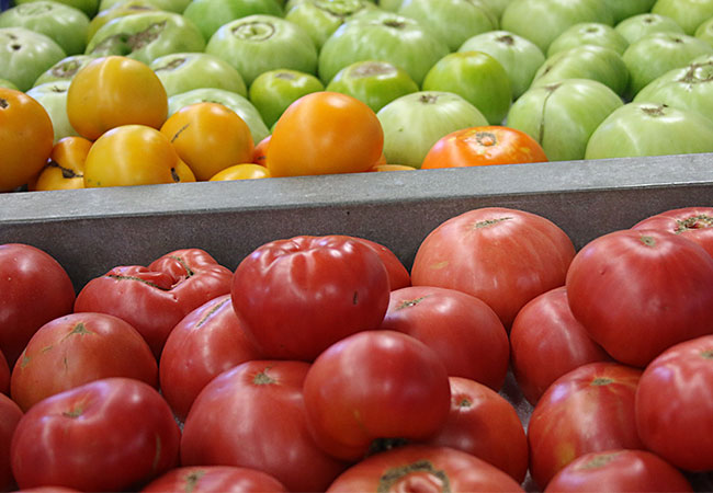 Soda Rock Tomatoes at The National Heirloom Expo 2015