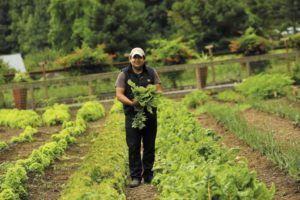 Jorge Saldana holds greens grown in his Guerneville garden that will be used at one of his three Bay Area restaurants. (Photo by John Burgess)