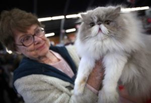 On Saturday and Sunday, fancy felines will strut their stuff at a cat show being held at the Sonoma County Fairgrounds. (Christopher Chung/ The Press Democrat)