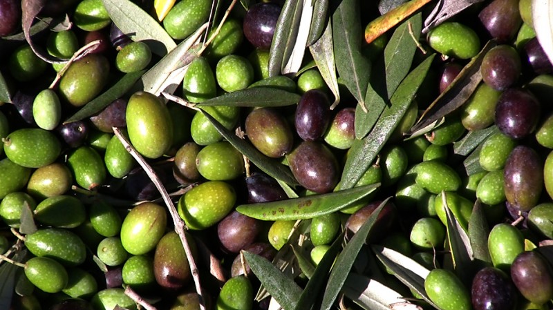 Olives from the DaVero Farms orchard in Healdsburg. (Kent Porter)
