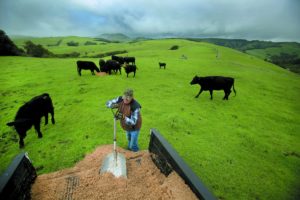 Rancher Ted McIsaac, 65, feeds cattle on land he leases in Point Reyes from the National Park Service. His family settled on the peninsula in 1865, and McIsaac sold the land to the federal government in 1983. Photgtaphy by Kent Porter.