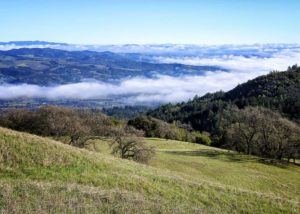 View from near the summit of Sonoma Mountain toward the east, and the foggy valley of Sonoma. (Photo by Deborah Large)