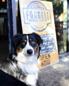 Dogs are welcome at the Fogbelt patio in Santa Rosa. Mosi gives two paws up! (Jess Poshepny Vallery)