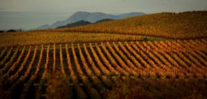 Sonoma County fall vineyard. (Photo by Kent Porter)