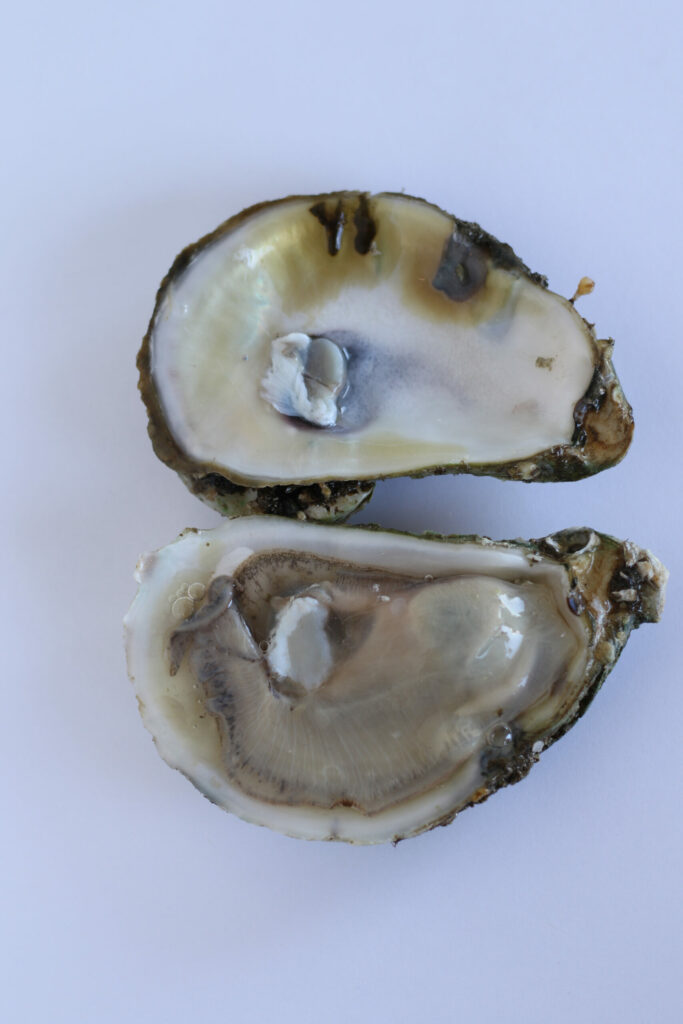 Blue Point Oyster at Santa Rosa Seafood (Heather Irwin)