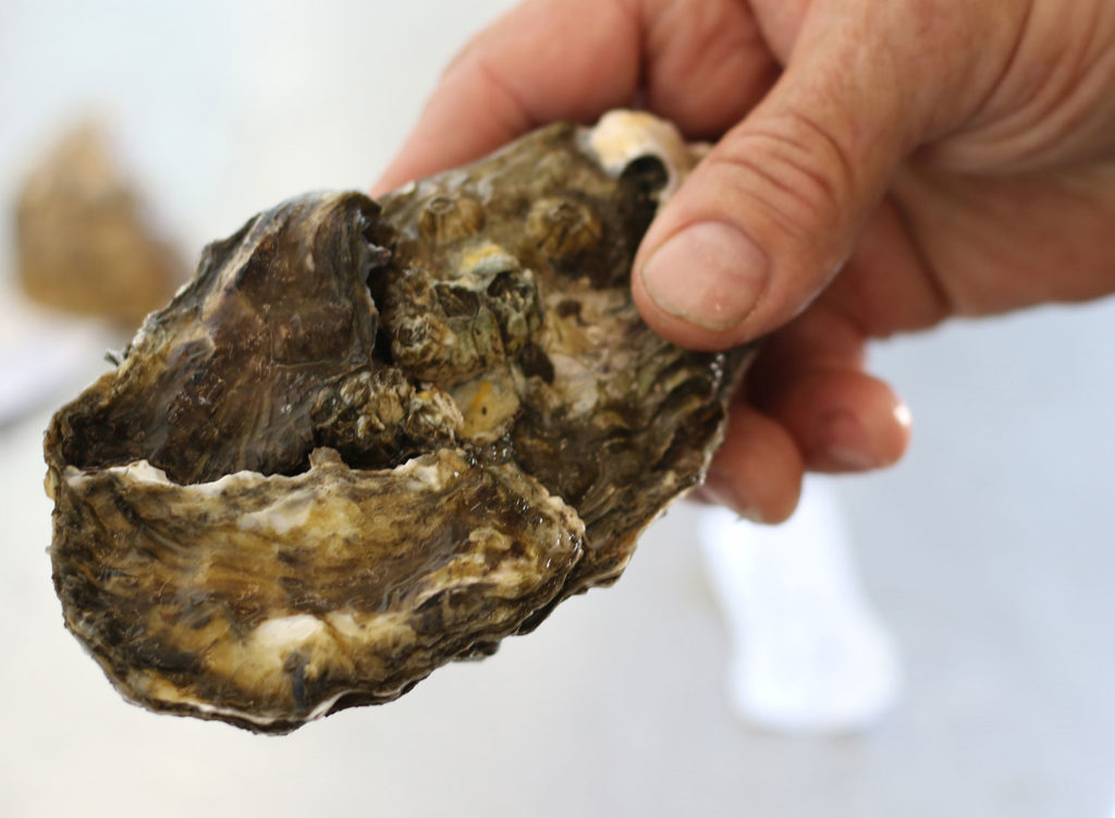 Bags of Oysters at Santa Rosa Seafood. Heather Irwin/PD