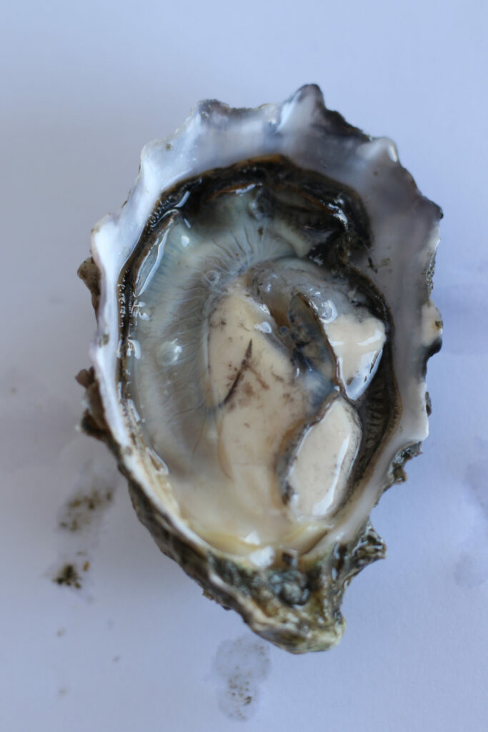 Mayagi oyster at Santa Rosa Seafood (Heather Irwin)