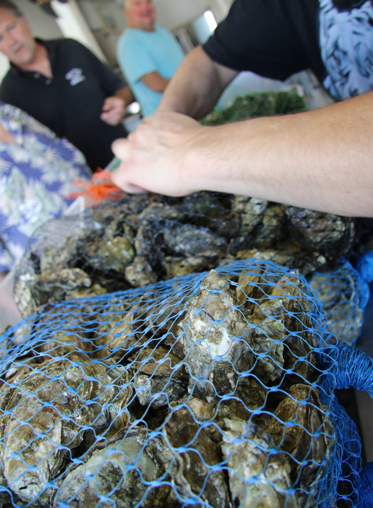 Bags of Oysters at Santa Rosa Seafood. Heather Irwin/PD