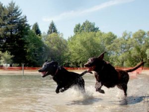 Spring Lake Park's Water Bark starts this Sunday, Sept. 17. (PD FILE)