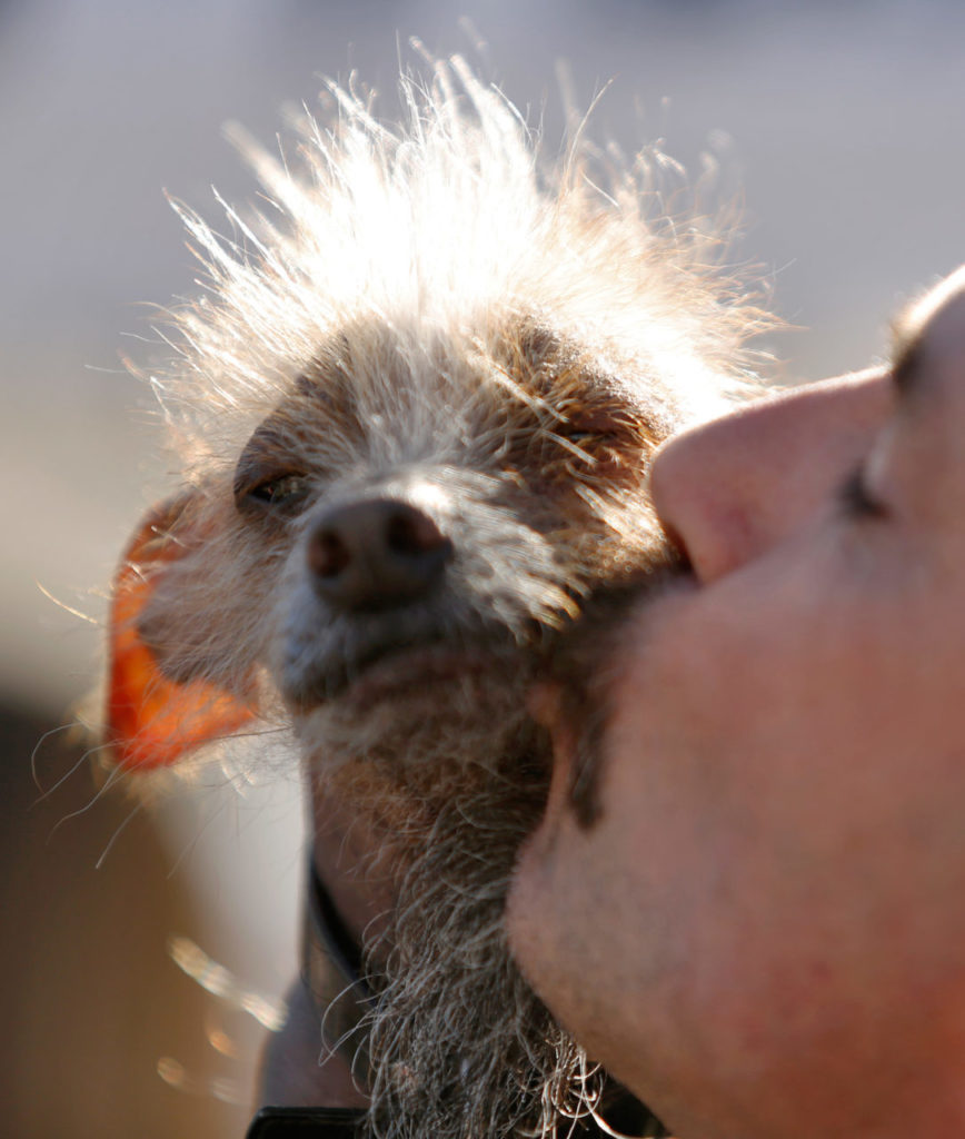 Icky gets a kiss from owner Jon Adler of Davis before the World's Ugliest Dog Contest at the Sonoma-Marin Fair in Petaluma, California on Friday, June 24, 2016. (Alvin Jornada / The Press Democrat)