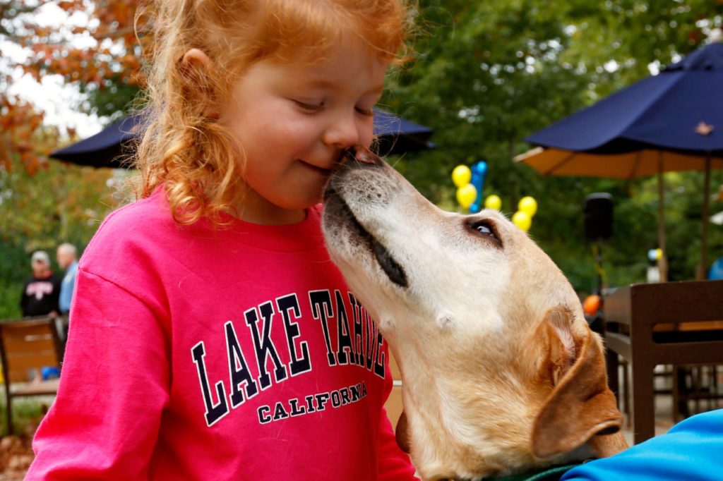 Sydney Davis, 3, gets a kiss from her family dog Wrigley during Canine Companions' DogFest Walk 'n Roll at Sonoma State University in Rohnert Park, California on Saturday, October 24, 2015. (Alvin Jornada / The Press Democrat)