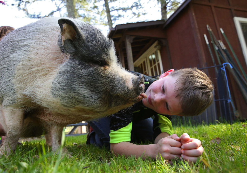 Frank Dryden, 11, gets a kiss from Tommy Ganesh, a rescued pot-bellied pig, at Sinkyone Sanctuary near Forestville on Wednesday, March 29, 2017. (Christopher Chung/ The Press Democrat)