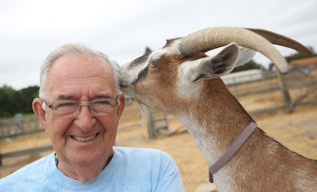 Jim "Sparky" Sparks, owner of 3H Club Goat Farm in Sonoma, gets a kiss from "Hatty," Thursday, July 10, 2014. (Crista Jeremiason / The Press Democrat)