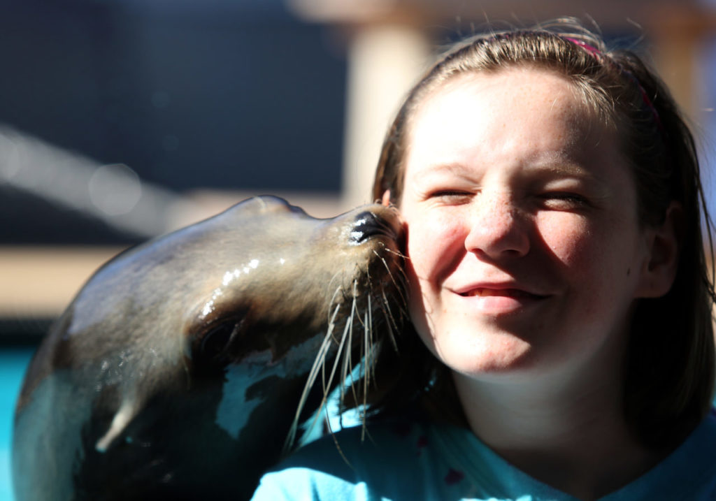 7/27/2014:B2: Ellie Provost, 13, gets a kiss from Cali at Sea Lion Encounters on Thursday, which was opening day at the Sonoma County Fair. It was wet, Provost said of the kiss. The 78th annual fair runs through Aug. 10 at the fairgrounds in Santa Rosa. PC: Ellie Provost, 13, receives a kiss from Cali at Sea Lion Encounters at opening day at the Sonoma County Fair, Thursday, July 24, 2014. "It was wet," Provost said of the kiss. (Crista Jeremiason / The Press Democrat)