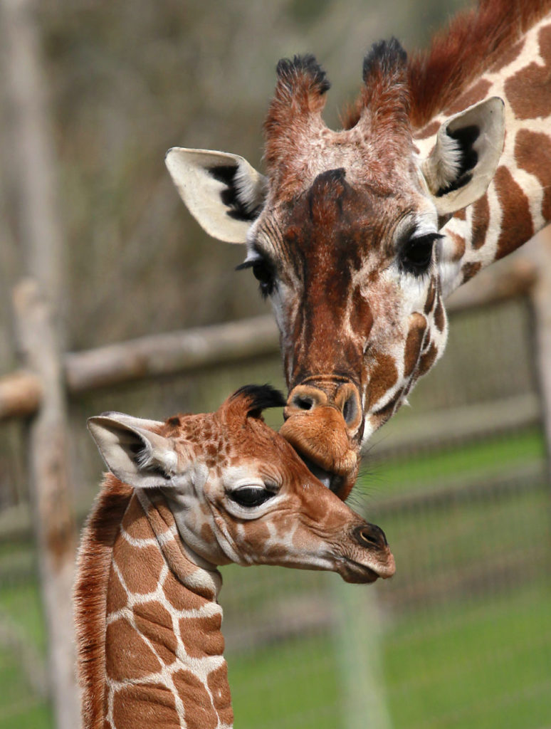 3/22/2013: D2: PC: Giraffe Fun Facts: Giraffes live 20-30 years. Safari West welcomed the latest baby giraffe to the largest private herd in the country.