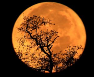The super moon sets, Monday Nov. 14, 2016 above the Alexander Valley. (Kent Porter / The Press Democrat) 2016 