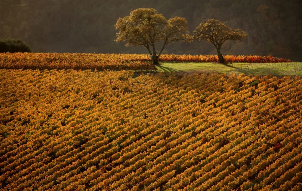 Kunde Vineyards at peak fall color in Kenwood. (Kent Porter/The Press Democrat)