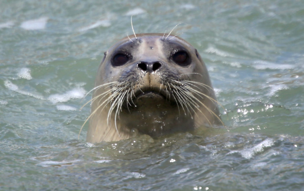 4/18/2013: A1: PC: A seal pops its head out of the water at the mouth of the Russian River at Goat Rock Beach, near Jenner on Monday, April 15, 2013. (Christopher Chung/ The Press Democrat)