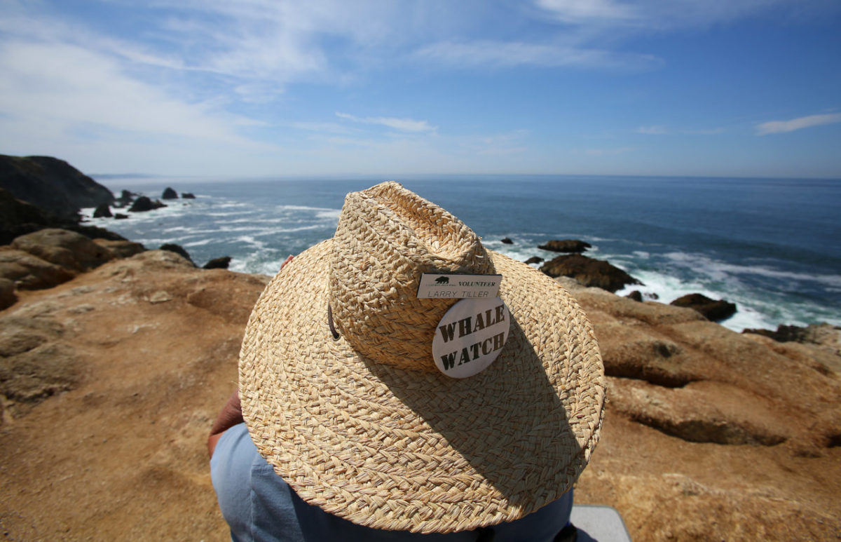 5/3/2014:A1: WATCHING AND WAITING: Bodega Head regular Larry Tiller keeps an eye out for gray whales Thursday. PC: Larry Tiller spots gray whiles migrating north on Bodega Head on Thursday, May 1, 2014. (Christopher Chung/ The Press Democrat)