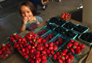 ISO Seo, 3, of Sebastopol samples raspberries while picking up a weekly veggie box with his mother at the Laguna Farm CSA in Sebastopol. (JOHN BURGESS/The Press Democrat) food John Burgess