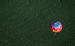 A hot air balloon floats over Windsor vineyards. (Kent Porter)