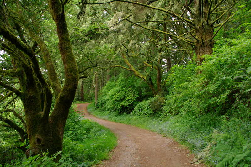 Sky Trail at Point Reyes National Seashore.