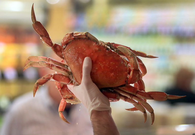 A live dungeness crab at Oliver's Market in Santa Rosa, Thursday Nov. 17, 2016. (Kent Porter / The Press Democrat) 2016