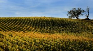 A vineyard in the Geysers of North east Sonoma County, Wednesday Oct. 19, 2016. (Kent Porter