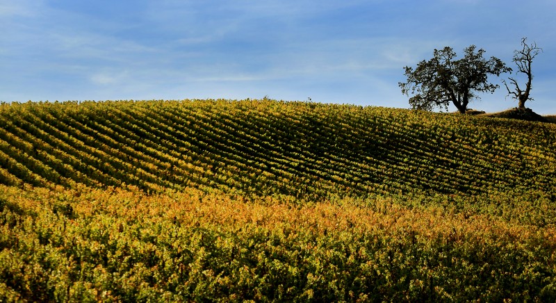 10 Reasons Why Sonoma County is Better Than Ever Per Condé Nast