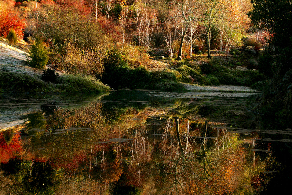 A collection of birch trees and other varietals cast their reflections into the lower pond at Quarryhill Botanical Garden in Glen Ellen. (Charlie Gesell / The Press Democrat)