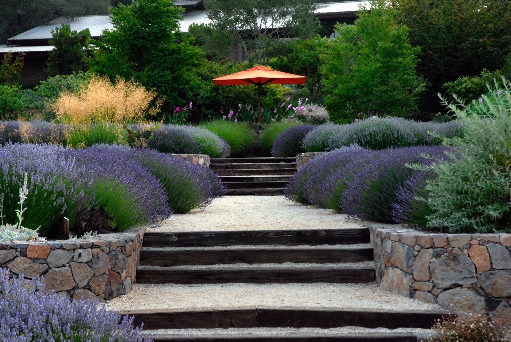 Lavendar at Matanzas Creek Winery in Santa Rosa, California