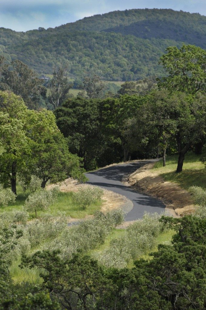 Driveway at Ravenswood Winery in Sonoma, California