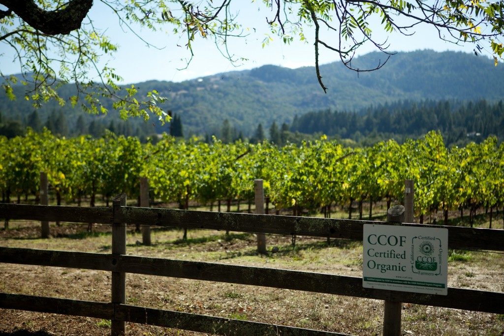 Organic vineyards at Spottswoode Estate Vineyard in Napa, California