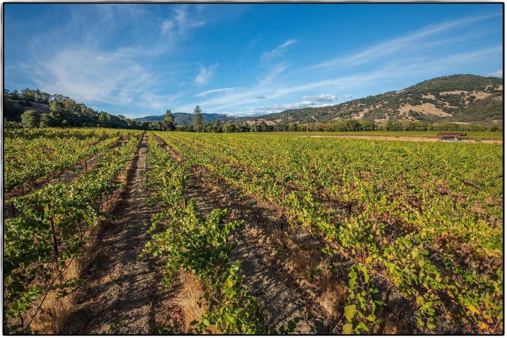 Frey Vineyards in Mendocino was the first organic and biodynamic certified winery in the US (Photo courtesy of Frey Vineyards)