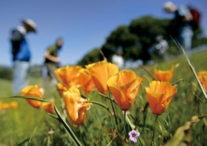 Wildflowers at Van Hoosear Wildflower Preserve in Sonoma County, California