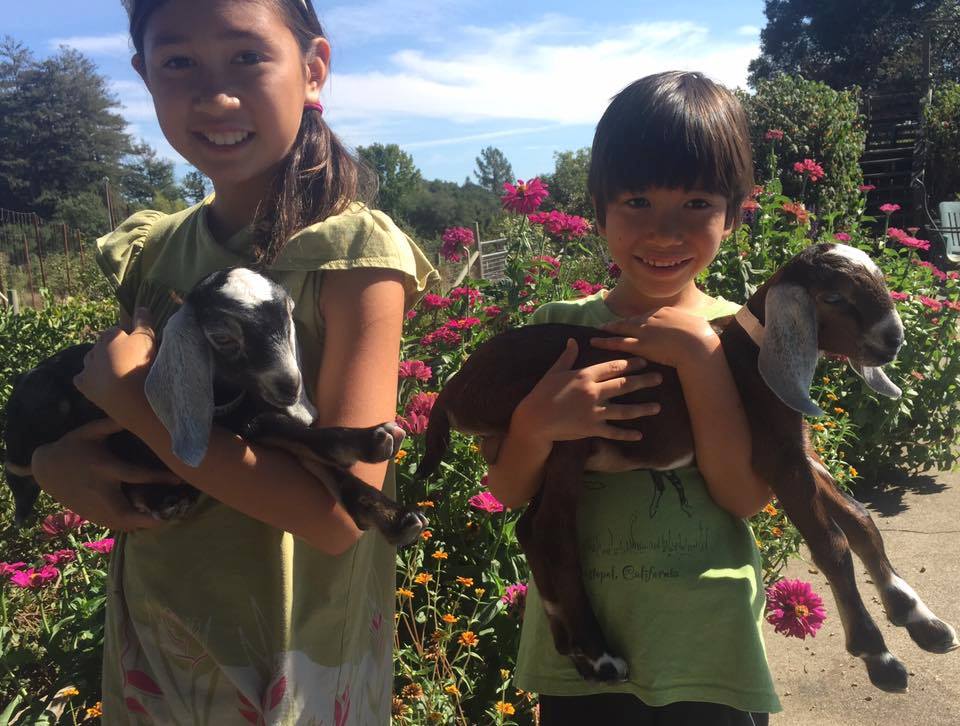 Children with goats at Redwood Hill Farm in Sebastopol, California