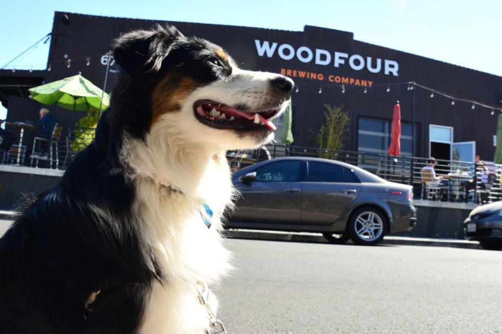Woodfour Brewing in the barlow in Sebastopol is dog friendly on their patio. (Tim Vallery)
