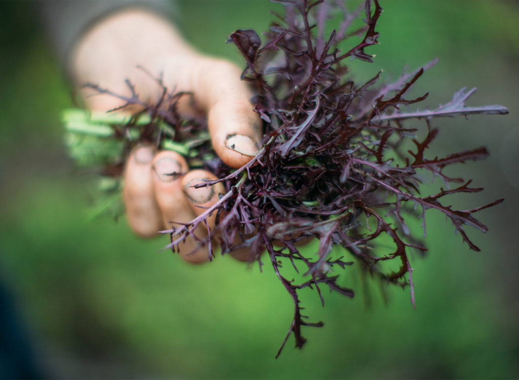 Trading Post Restaurant and Bakery in Cloverdale. Photos © 2017 BrakeThrough Media.