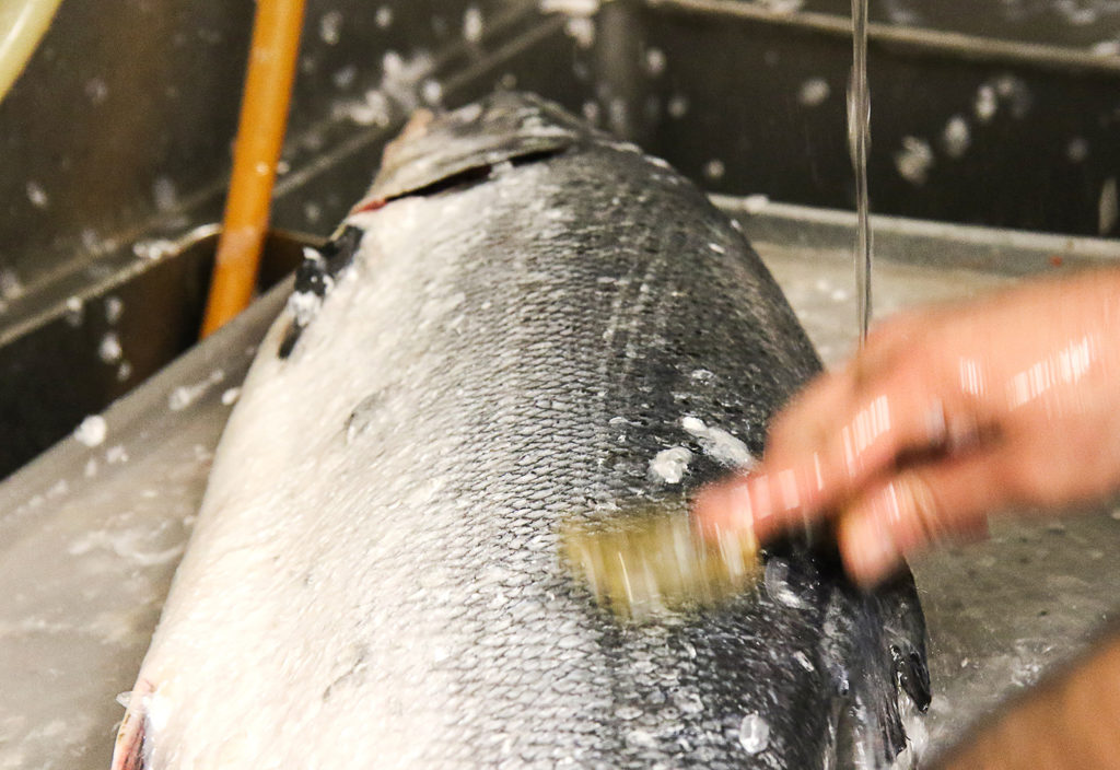 Scaling a salmon at Reel Fish Shop & Grill in Sonoma. Heather Irwin/PD